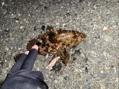 内浦湾（沼津）