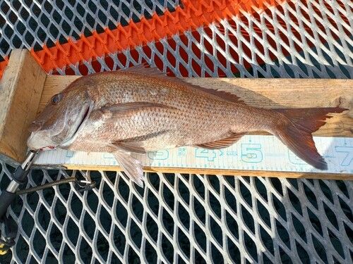 須磨海づり公園