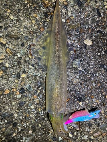 ヤリイカの釣果