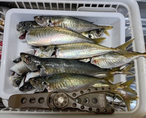 アジの釣果