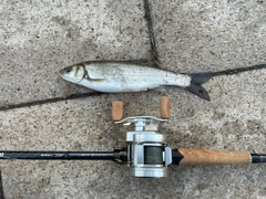 マルタウグイの釣果