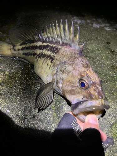 シマソイの釣果