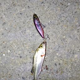 セイゴ（マルスズキ）