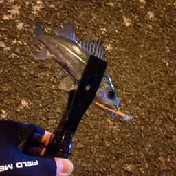 セイゴ（ヒラスズキ）