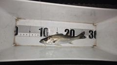 セイゴ（マルスズキ）の釣果