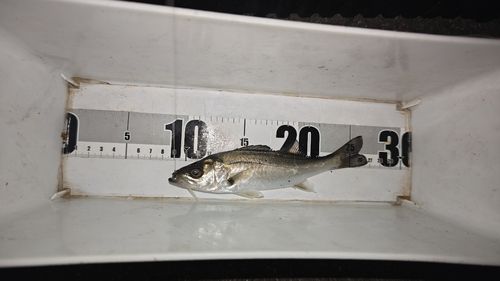 セイゴ（マルスズキ）の釣果