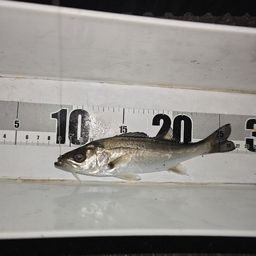 セイゴ（マルスズキ）