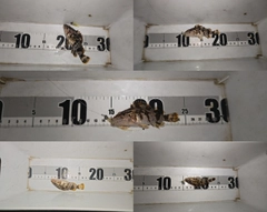 タケノコメバルの釣果