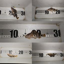 タケノコメバル