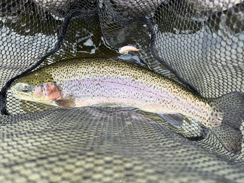 ベリーパーク in FISH ON! 王禅寺