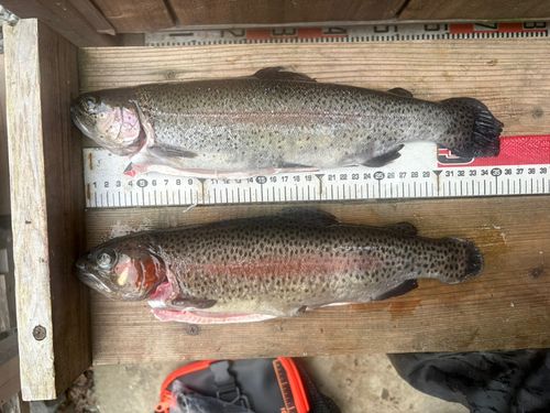 うらたんざわ渓流釣場