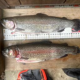 レインボートラウト