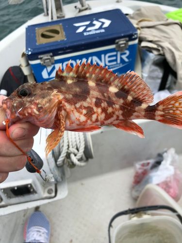 アラカブの釣果