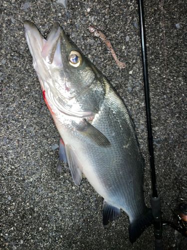 ヒラスズキの釣果