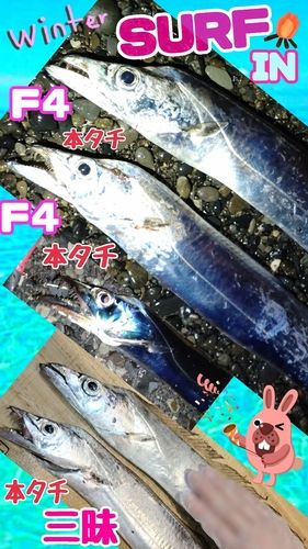 タチウオの釣果