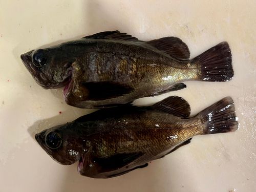 メバルの釣果