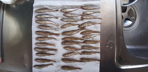 ワカサギの釣果