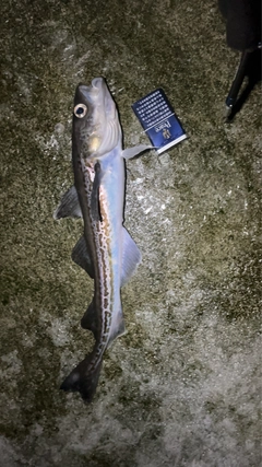 スケトウダラの釣果