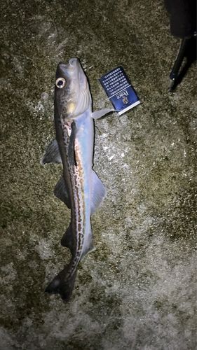 スケトウダラの釣果