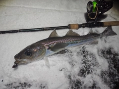スケトウダラの釣果