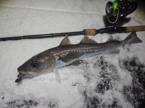 スケトウダラの釣果