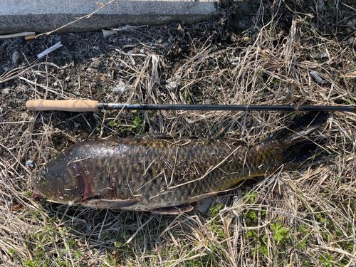 コイの釣果