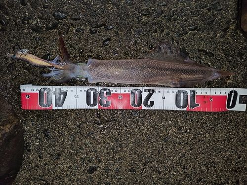 ヤリイカの釣果