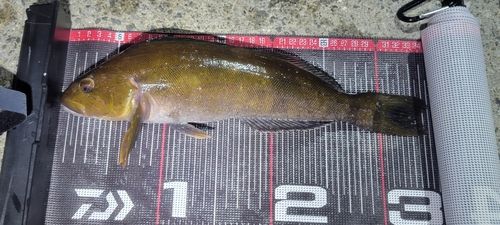 アイナメの釣果