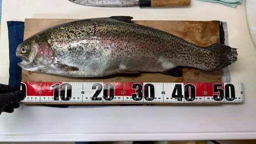 ニジマスの釣果