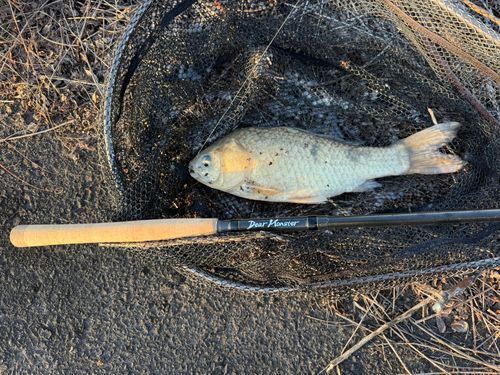ギンブナの釣果