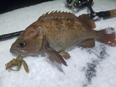 エゾメバルの釣果