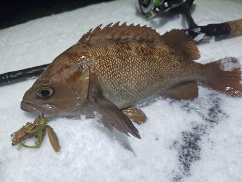 エゾメバルの釣果