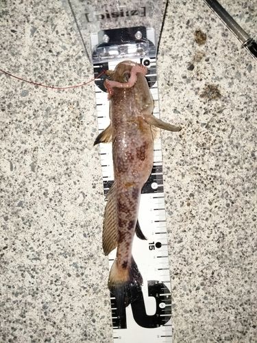 アカハゼの釣果