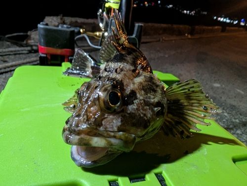 アラカブの釣果