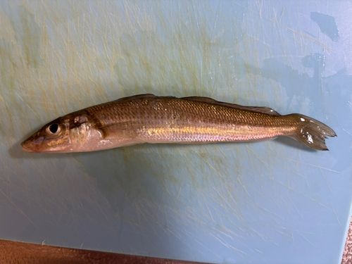 シロギスの釣果