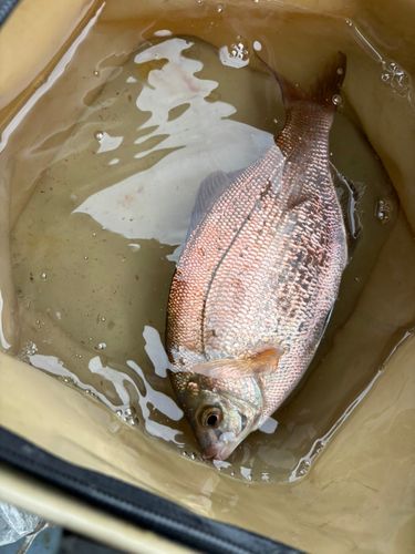 ウミタナゴの釣果