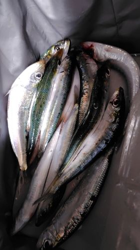 関門海峡（山口）