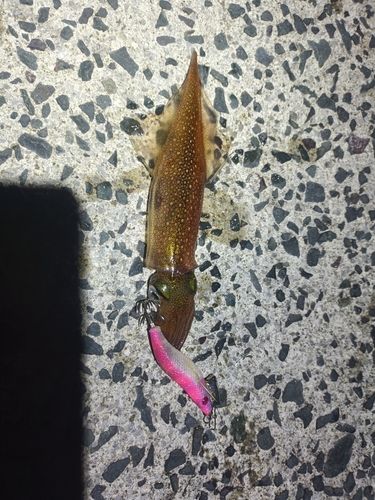 ヤリイカの釣果