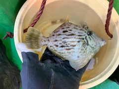カワハギの釣果