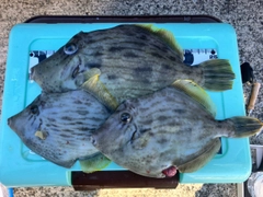 カワハギの釣果