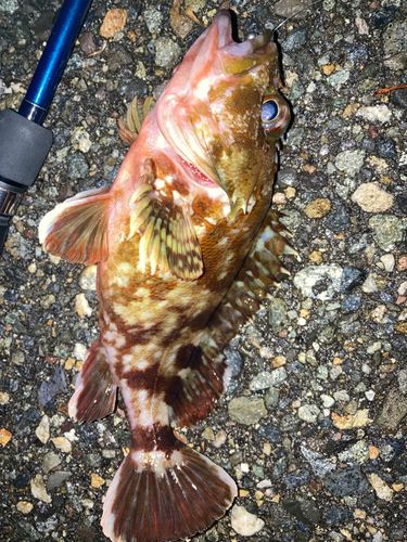 カサゴの釣果
