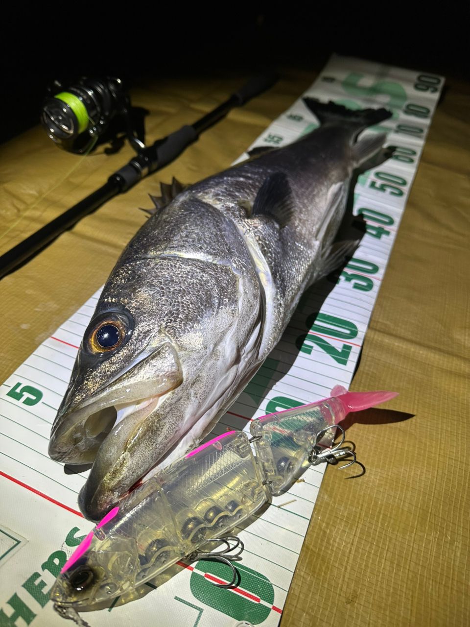 APIA グランデージ メガソウルの最安値・インプレ・釣果 | 本音の