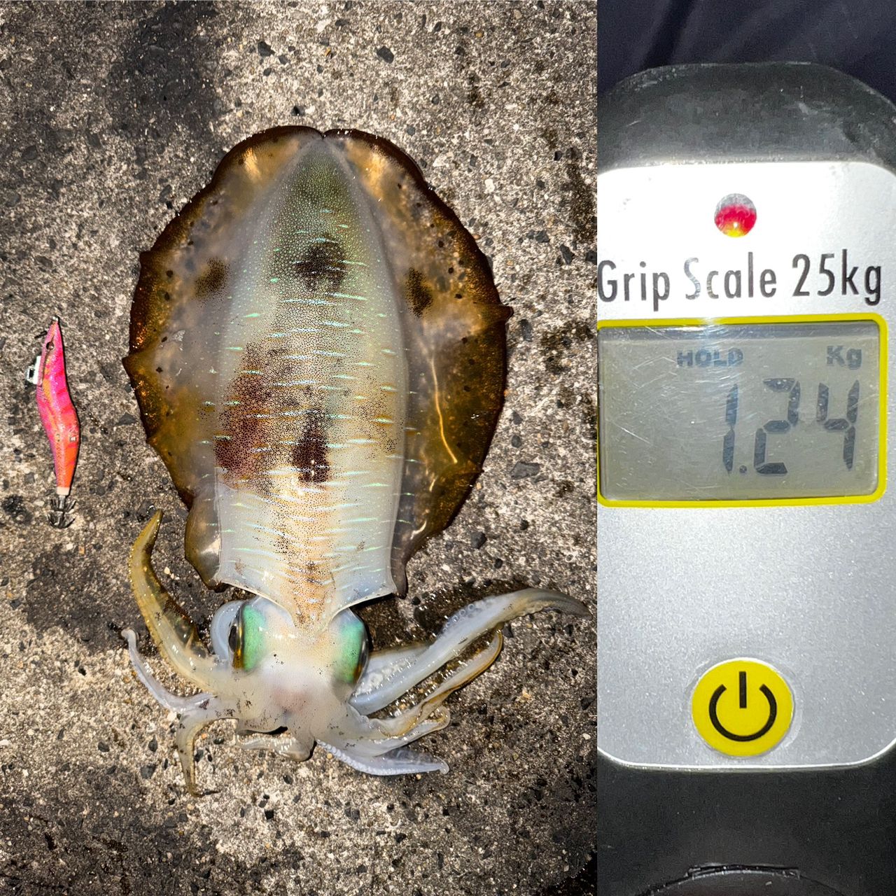 セツナ62さんの2026年01月28日(水)の釣行(長崎県 - 福江島