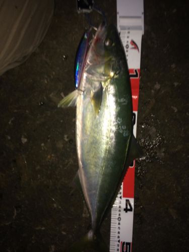 ハマチの釣果