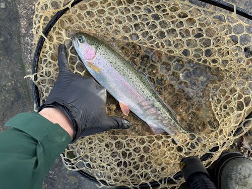 ニジマスの釣果