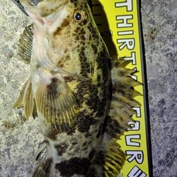 タケノコメバル