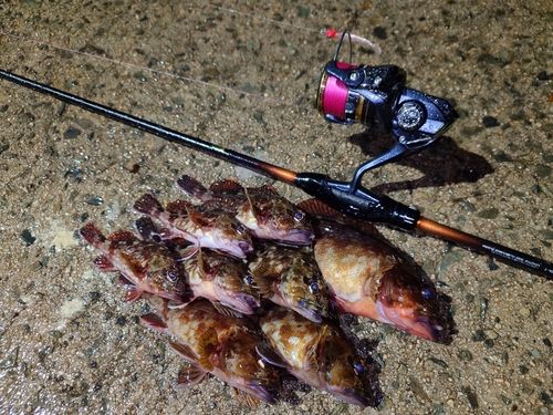 カサゴの釣果