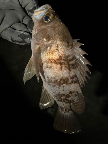 三陸海岸（岩手）