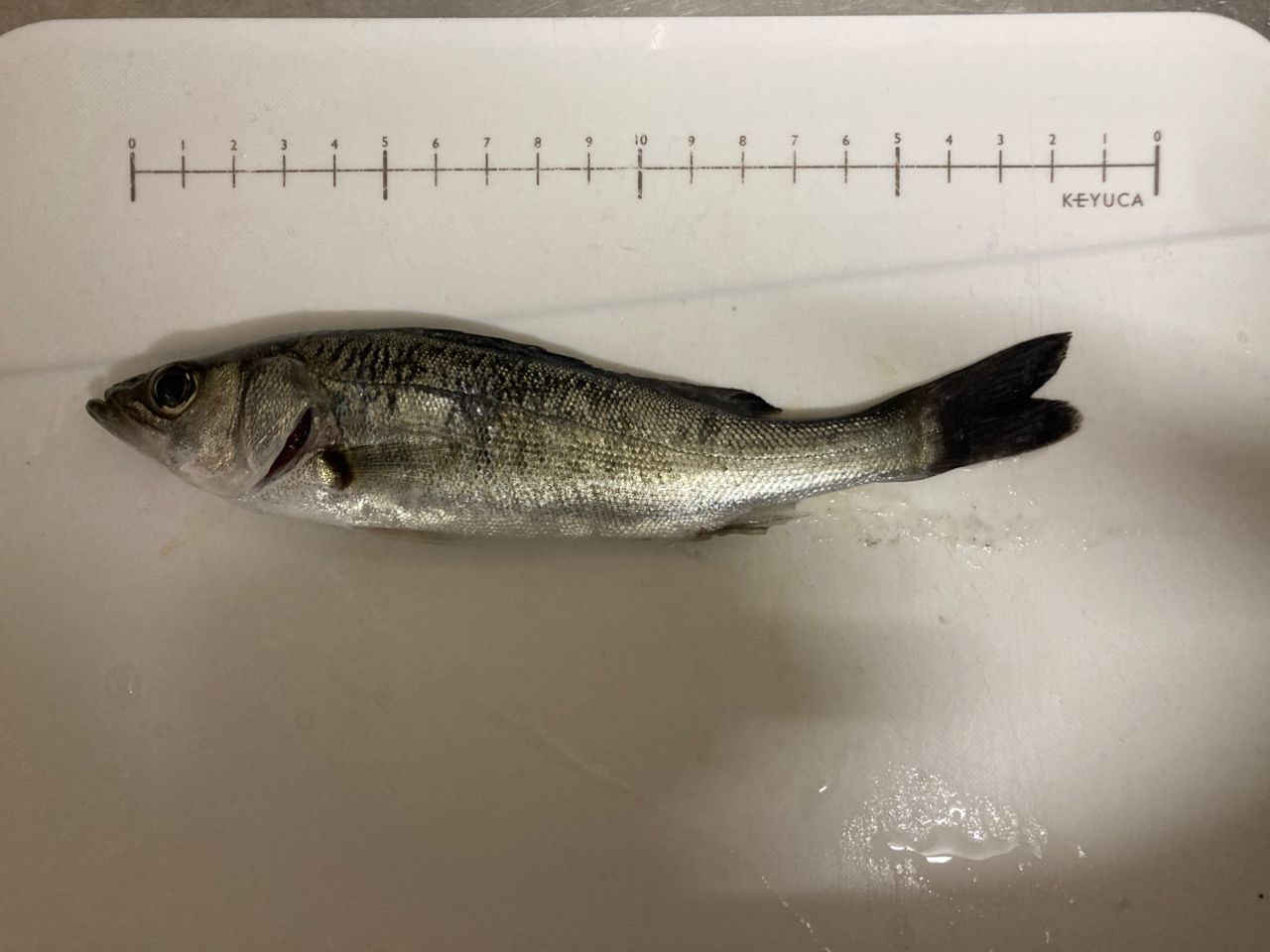 セイゴ（マルスズキ）