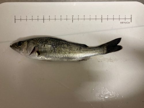 セイゴ（マルスズキ）の釣果